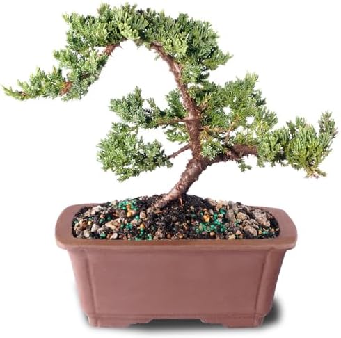 Brussel's Bonsai - Medium Juniper Live Bonsai Tree, Potted Outdoor Plant by BrusselsBonsai