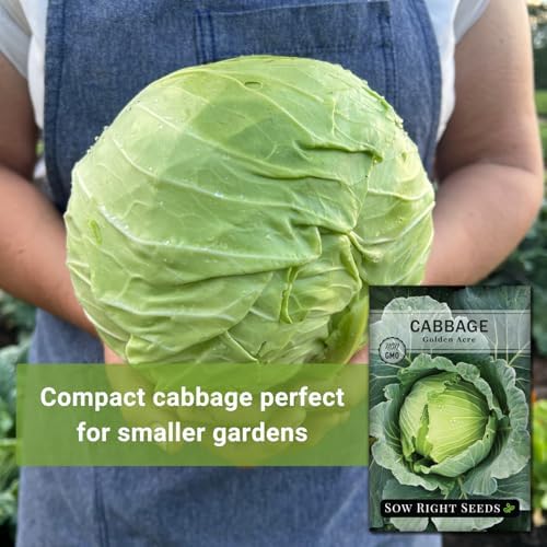 Sow Right Seeds - Golden Acre Cabbage Seed for Planting Vegetable Garden - Image 3