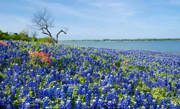 Texas Bluebonnet Seeds for Planting - 900+ Lupinus Texensis Seeds, Non-GMO Heirloom, Texas State Flower, Drought Tolerant Wildflower, Attracts Pollinators, Ideal for Gardens & Meadows - Image 6