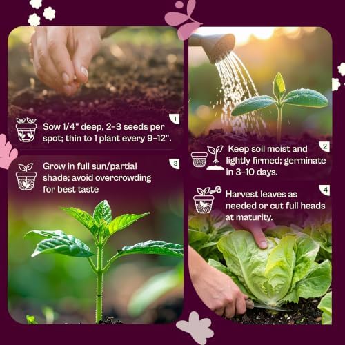 SVI 3000 Buttercrunch Lettuce Seeds (Lactuca Sativa) – Butter Lettuce Head Seed Packets Bulk – Heirloom Vegetable Seeds for Outdoor & Indoor Vegetable Garden, Containers - Image 5