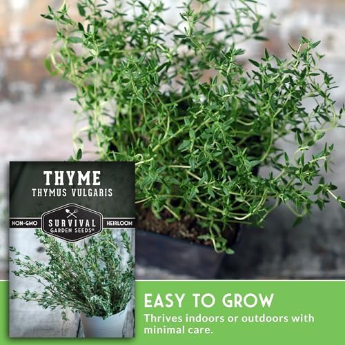 Thyme Seeds for Planting – Survival Garden Seeds (5 Packs) - Image 4