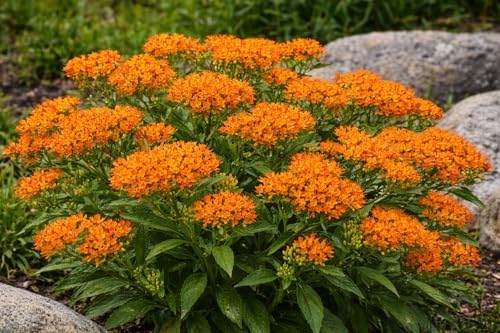 Orange Butterfly Weed - 6-12" Tall Live Plant - Gallon Pot - Image 4