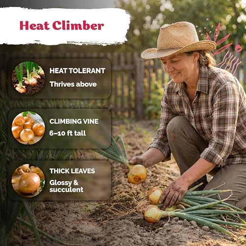 250 Texas Early Grano Onion Heirloom Vegetable Seeds, Allium Cepa - Image 4