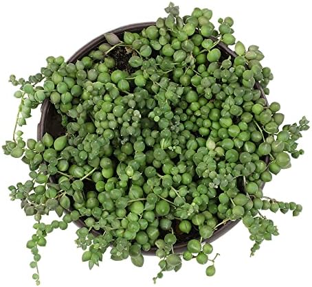 Live String of Pearls Succulent Plant Decor Hanging Basket, Real Succulents & Houseplants for Home or Office, Senecio Rowleyanus, Unique House Plants - Image 7