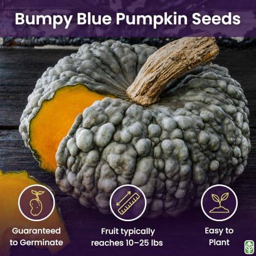 Marina Di Chioggia Bumpy Blue Pumpkin Seeds - 12 Seeds - One of the Most Intereting and Decorative Pumpkins as Well as Delicious - Image 2