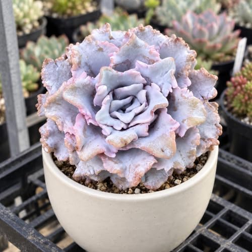 Echeveria 'Crispate Beauty' 4 Inch Bare Root Live Succulent Plant - Image 4
