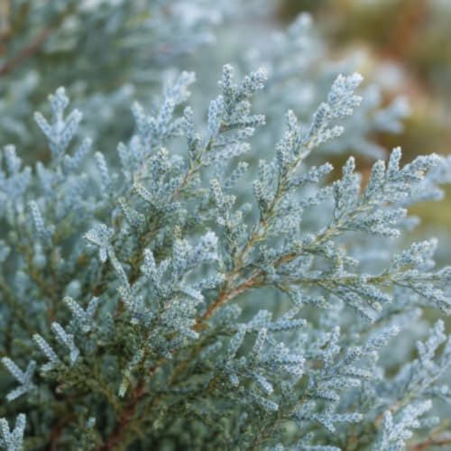 Juniper Angelica Blue | 15 Large 4 Inch Pots | Juniperus chinensis ‘Angelica Blue’ | Evergreen Ground Cover Plants | Drought-Tolerant Landscaping Shrub - Image 3