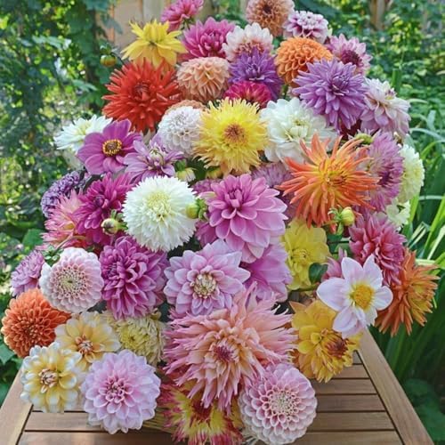 250+ Dwarf Dahlia Seeds, Multi-Color Double Petal, Ornamental Flower, for Container Pot Backyard Patio Balcony Garden - Image 5