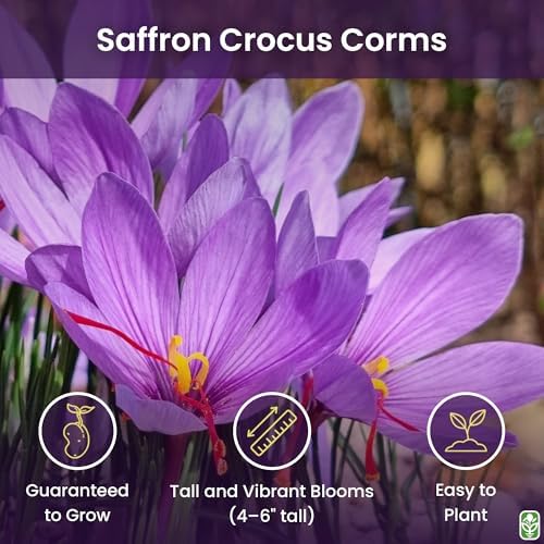 Saffron Sativus Crocus Corms, 10 Large Corms for Planting - Image 2