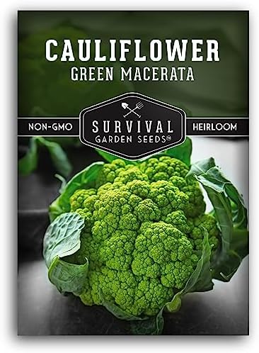 Green Macerata Cauliflower Seeds for Planting, 1 Pack by SurvivalGardenSeeds