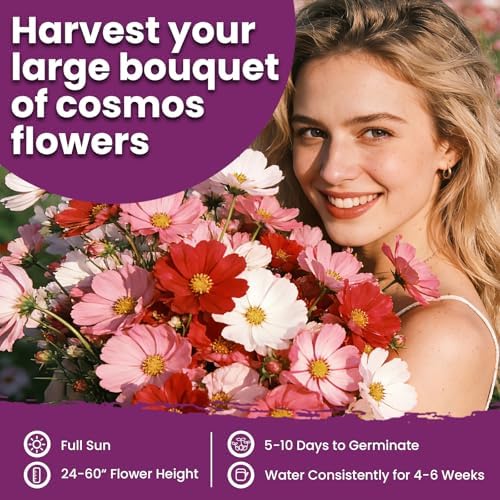 Mix Cosmos Seeds for 2026, 5000+ Fast-Growing Crazy Cosmos Flower Seeds for Planting, 1 Oz Heirloom Cosmo Seed, Open Pollinated, High Germination, Easy to Grow - Image 3