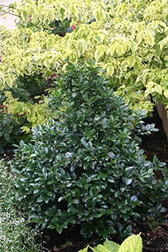 Proven Winners - Ilex x meserveae Castle Spire (Holly) Evergreen, , 2 - Size Container - Image 2