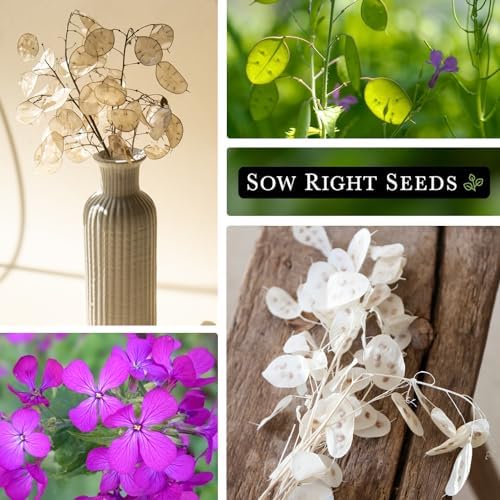 Sow Right Seeds - Money Plant Seed for Planting Silver Dollar Tree 4pk - Image 4
