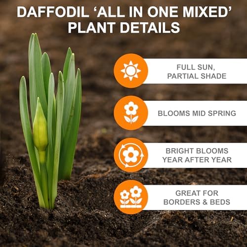 Garden State Bulb All-in-One Mixed Daffodil Flower Bulbs, 12/14cm, Fall Planting (Bag of 50) - Image 2