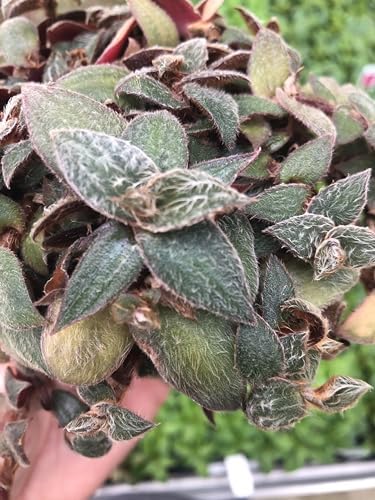 Tradescantia Teddy Bear Vine ~ Fuzzy Wandering Jew ~ Live houseplant for Home Office and Garden - Image 2