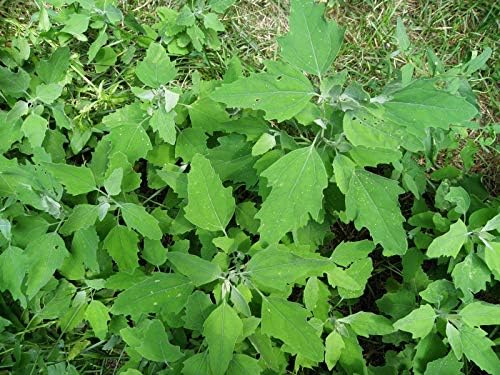 5000 Lambs Quarter Heirloom Herb Seeds, Chenopodium album by KVITER