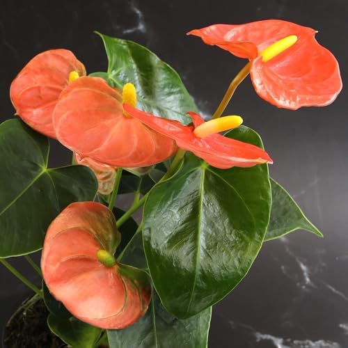 Orange Anthurium Live Plant (Approx. 11-14" Tall), Real Flowers/Unique House Plants in 4" Nursery Pot, Floral Desk Plant, Air Purifying Plants & Cool Gifts for Plant Lovers by Plants for Pets - Image 2