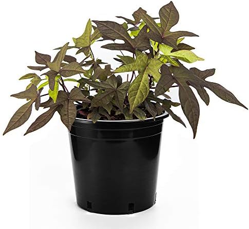 American Plant Exchange Live Sweet Potato Vine 'Blackie' – 6-Inch Pot – Fast-Growing Trailing Plant with Deep Purple Foliage for Hanging Baskets, Containers, Patios & Landscape Borders by AmericanPlantExchange