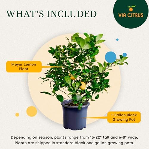 Meyer Lemon Tree Live Plant 13-22" Tall, 1 Gallon Pot by Via Citrus - Image 3