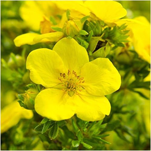 Seed Needs Perennial Wildflower Seed Mix 30,000 Seeds 2 Ounce Bulk Pack - Image 5