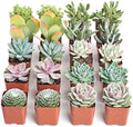 Shop Succulents Pastel Succulent Plant Pack Bulk Collection - Live Mini Succulent Plants, Low Maintenance, Bright & Serene Colors & Textures - Wedding and Party Favors, Gift & Garden, Pack of 16 by ShopSucculents