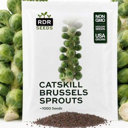 1,000 Catskill Brussels Sprouts Seeds for Planting - Heirloom Non-GMO USA Grown by RDR Seeds by RDRSeeds
