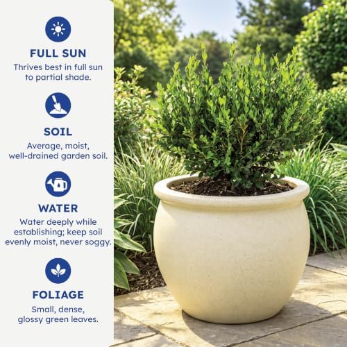 Monrovia Winter Gem Boxwood, Live Evergreen Shrub, 3 Gallon - Image 6