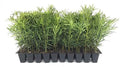 Podocarpus Japanese Yew | 10 Live Plants | Podocarpus Macrophyllus | Evergreen Shrub, Low Maintenance, Drought Tolerant, Privacy Screen Landscaping, Fast Growing, Ornamental Foliage by FloridaFoliage