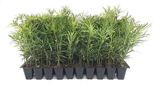 Podocarpus Japanese Yew | 10 Live Plants | Podocarpus Macrophyllus | Evergreen Shrub, Low Maintenance, Drought Tolerant, Privacy Screen Landscaping, Fast Growing, Ornamental Foliage by FloridaFoliage