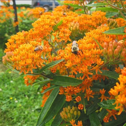 Butterfly Milkweed – Asclepias tuberosa – Live Plants – 2 Pack – 3 Inch Pots - Monarch Host Plant, Very Hardy by Japanese+Maples+and+Evergreens