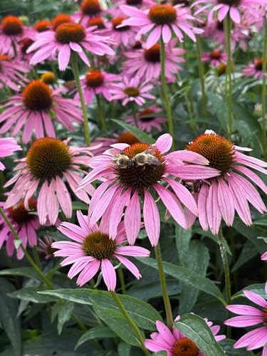 Perennial Farm Echinacea (Coneflower) – Live Perennial Vibrant Daisy-Like Blooms, Pollinator Friendly, Drought Tolerant, Long Blooming, Great for Borders & Sunny Gardens (Magnus, 1 Quart) - Image 2