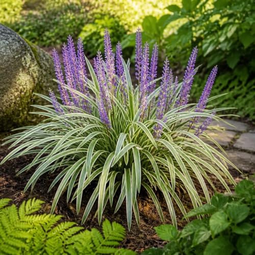 Variegated Liriope | 3 Large 4 Inch Pots | Liriope Muscari Variegata | Ornamental Ground Cover Plants | Evergreen Foliage - Image 4