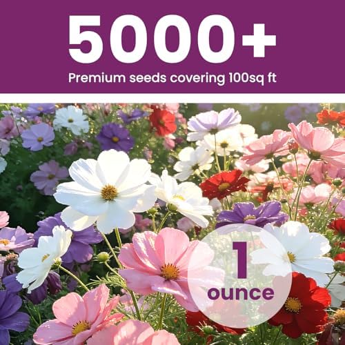 Mix Cosmos Seeds for 2026, 5000+ Fast-Growing Crazy Cosmos Flower Seeds for Planting, 1 Oz Heirloom Cosmo Seed, Open Pollinated, High Germination, Easy to Grow - Image 4