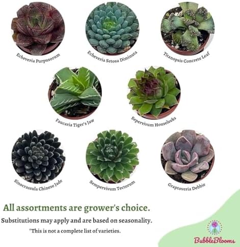 BubbleBlooms Teacup Succulent Assortment, 6 Different Plants in 1 inch pots with Tiny Saucers - Image 4