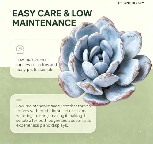 3 PCS Echeveria 'Laui' Live Succulent Plant 2-2.5", Bare Root Succulent, No Pot or Soil, Powdered Rosette Indoor Plant for Decorative Planters, Succulent Collections, Rock Gardens & Home Decor - Image 3