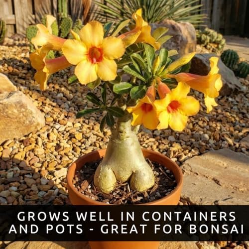 Desert Rose Seeds for Planting (Adenium Obesum) | Mixed Color Variety Bonsai Seeds | Rare Tropical Flowering Succulent | Exotic Indoor & Outdoor Ornamental Plant (25 Seeds) - Image 6