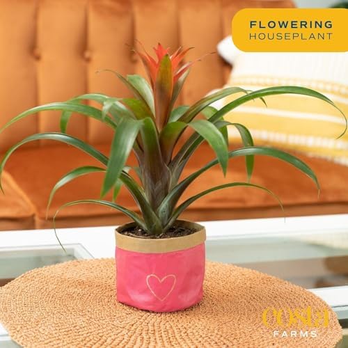 Costa Farms Bromeliad, Live Indoor Plant, Easy Care, Home Decor - Image 2