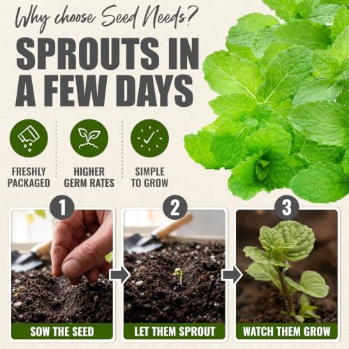 Seed Needs Spearmint Seeds to Plant an Herb Garden - 5 Packs - Image 5