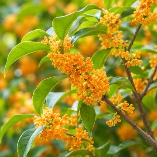 Orange Sweet Olive Shrub/Tree - 14-20" Tall Live Plant - Gallon Pot - Image 4