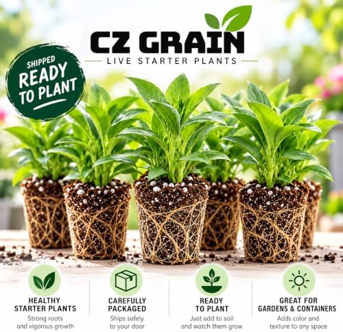 2 Moonflower Live Starter Plants | White, Night-Blooming Climbing Vine - Image 5