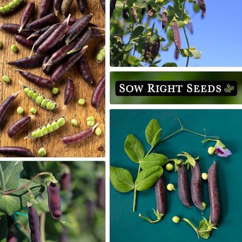Sow Right Seeds - Desiree Pea Seed for Planting Outdoor Purple Snap Peas - Image 4