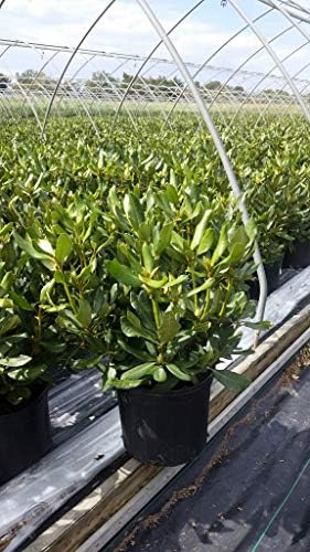 Green Promise Farms Rhododendron CAT. `NOVA ZEMBLA` Evergreen, 3 Size Container, red Flowers - Image 3
