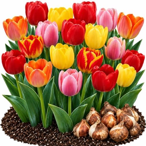 10 Darwin Hybrid Tulip Mix Bulbs – Red Yellow Orange & Pink Spring Flowers by CZGrain