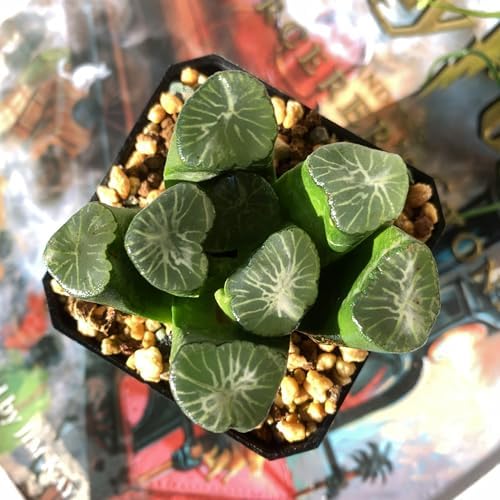 Haworthia Maughanii-Sacred Spring Rare Live Succulent Plants, 2.5" Bare Root Without Pot & Soil, Garden Indoor Office Desk Baby Shower Decoration, Friend Plant Lovers Gifts - Image 4