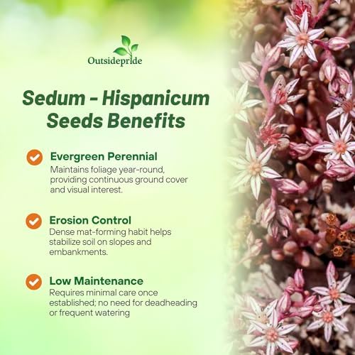 Outsidepride Hispanicum Sedum Seeds - 1000 Pcs Perennial Ground Cover Seeds for Planting, Cold-Hardy & Heat-Tolerant Succulent Plants, Ideal for Rock Gardens, Containers, and Xeriscaping (Pack of 3) - Image 3