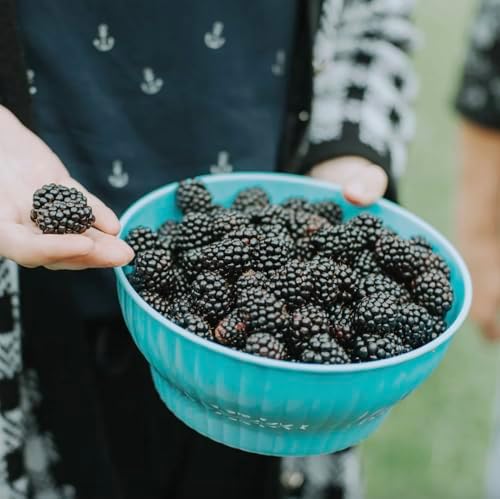 Big Daddy BlackBerry Plants (2-Pack) - Live Berry Bush 5-8" - Container or Garden Growing - Giant Sweet Berries - Hardy Zones 5-9 - Image 2