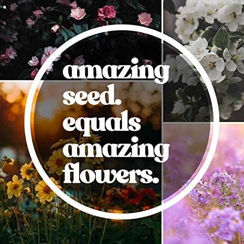 Mountain Valley Seed Co Pacific Northwest Wildflower Seeds - 1 Lb - Image 4