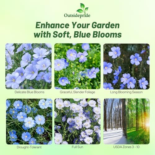 Outsidepride Blue Flax Seeds - 1/4 lb Perennial Flower Seeds for Planting, Self-Seeding, Drought-Tolerant w/Compact Growth, Ideal for Small Gardens, Meadows, Borders, or Mass Plantings - Image 3