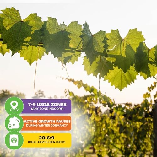 Delicious Muscadine Grape Vine (2-Pack) Live Plant by Wellspring Gardens - Image 4