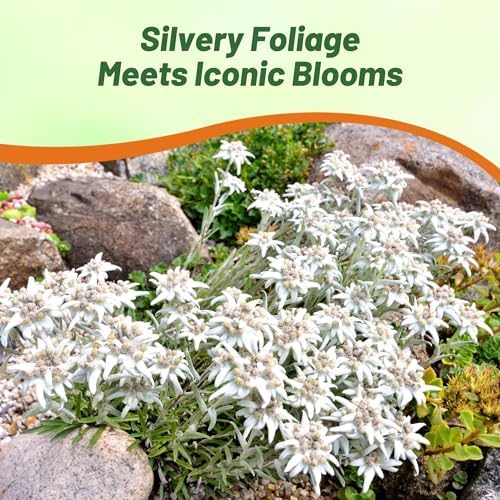 Outsidepride Edelweiss Seeds - 5000 Pcs. Perennial, Drought-Tolerant & Easy to Grow, Ground Cover Seeds for Planting Silvery Foliage & Clustered Wooly White Blooms for Xeriscaping & Versatile Uses - Image 4